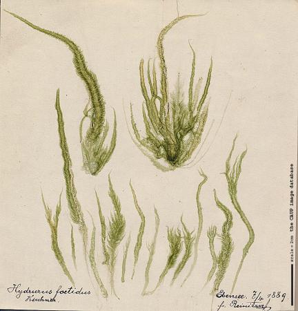 Hydrurus foetidus 26.jpg